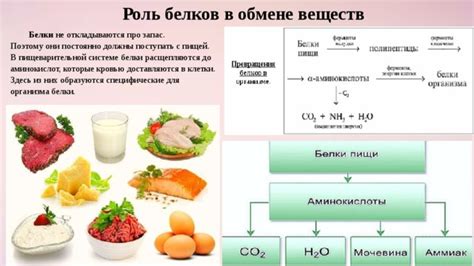 Роль белков в обмене веществ