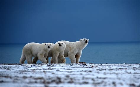 Роль белых медведей в экосистеме Арктики