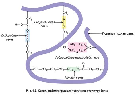 Роль водородных связей в структуре белков