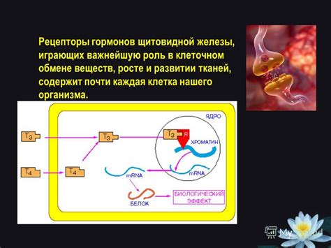 Роль в клеточном обмене веществ