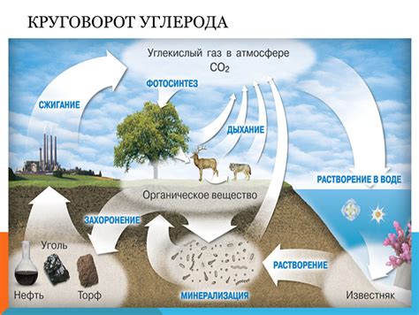 Роль в природе: участие в химических процессах