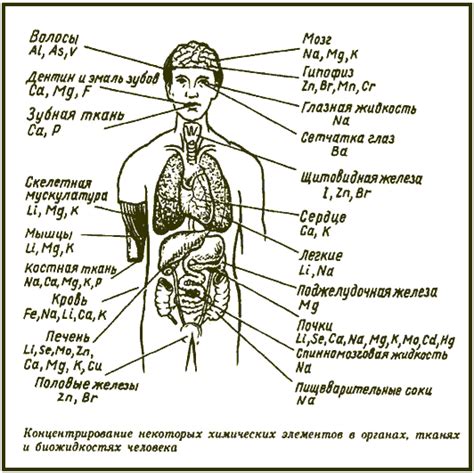 Роль гальвана в организме человека