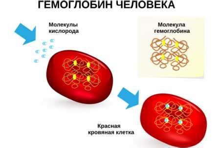 Роль гемоглобина в организме