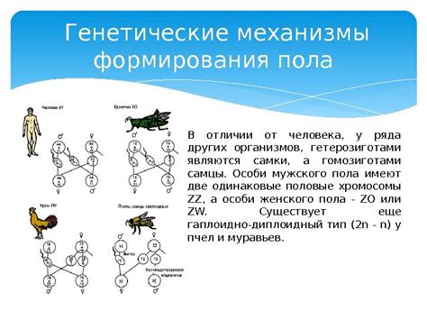 Роль генетики в выборе партнера для планирования потомства