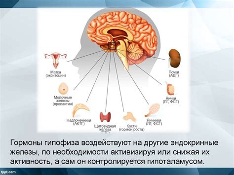 Роль гипоталамуса и гипофиза