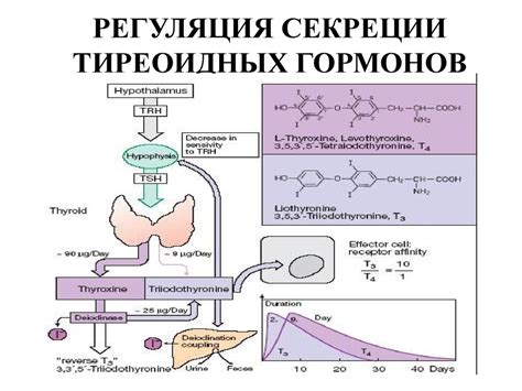 Роль гормонов в жизненных циклах и состояниях организма 