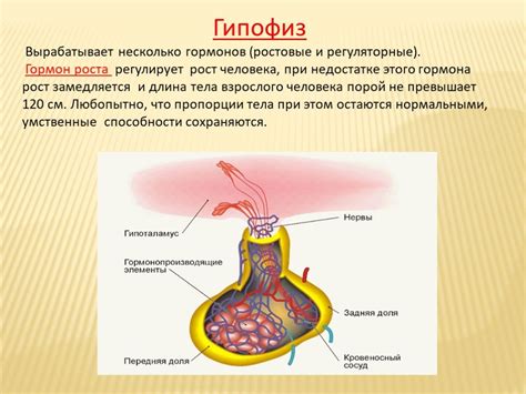 Роль гормонов в процессе восстановления