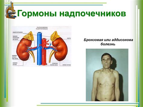 Роль гормонов в росте организма