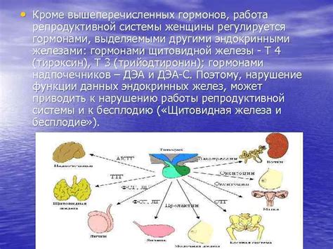 Роль гормонов для репродуктивной системы женщин