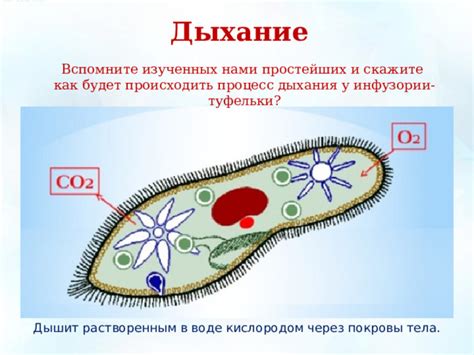 Роль дыхания в жизнедеятельности инфузории туфельки