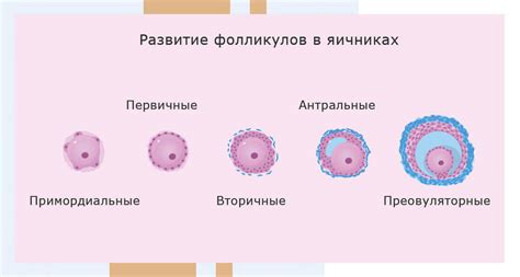 Роль единичных фолликулов в яичниках