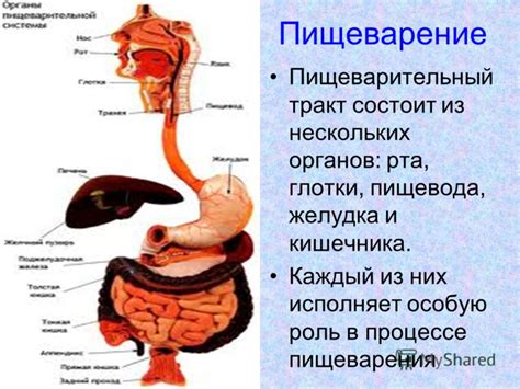 Роль желудка в процессе пищеварения