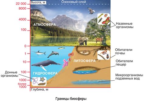 Роль земной оболочки для живых организмов