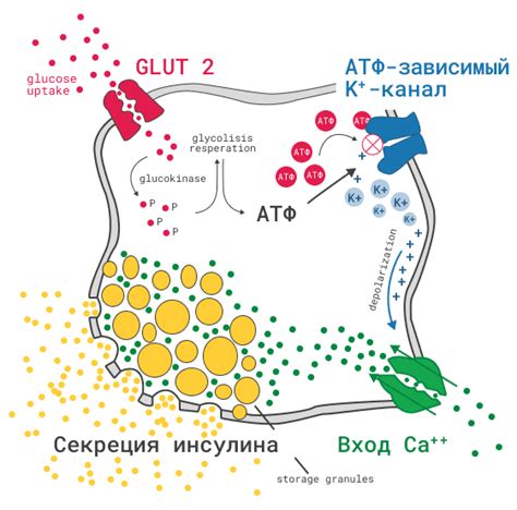 Роль инсулина в регуляции глюкозы