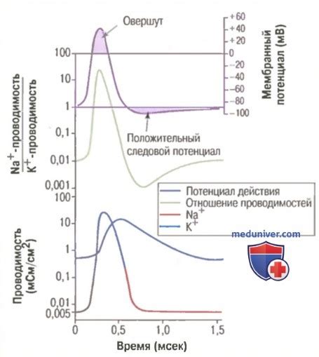 Роль ионов в проводимости сигнала