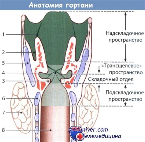 Роль и анатомия гортани