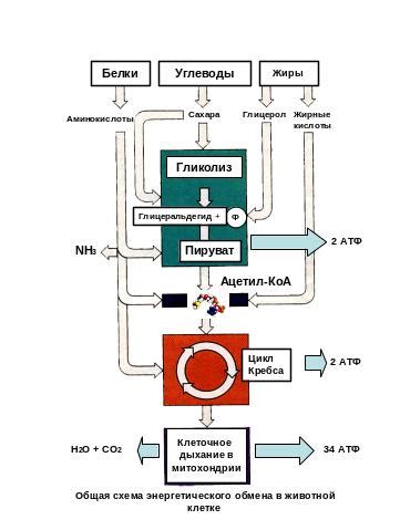 Роль и значение коэффициента окислительного фосфорилирования в клеточном обмене веществ