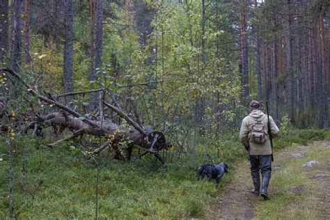 Роль и функции зоны покоя в охотничьих угодьях