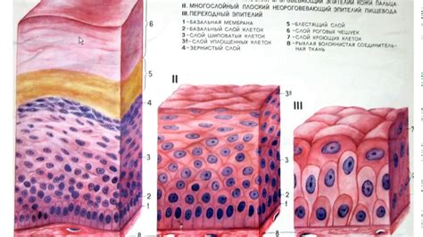 Роль и функции клеток многослойного плоского неороговевающего эпителия