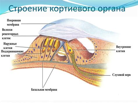 Роль и функции кортиевого органа