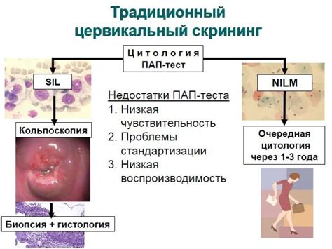 Роль клеток плоского эпителия промежуточного типа в организме