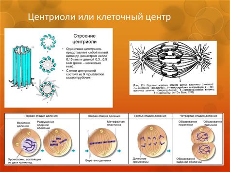 Роль клеточного рота в биологии 7