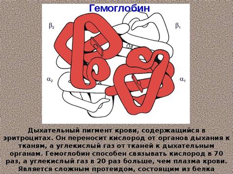 Роль клеточного состава в жизнедеятельности организма