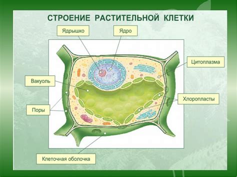 Роль клетчатки в растительной клетке