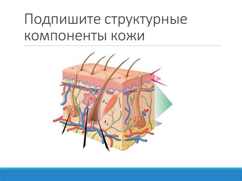 Роль кожи в дыхании