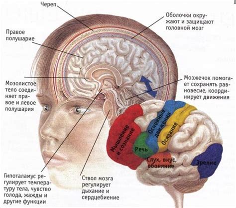 Роль коры головного мозга