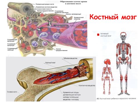 Роль костного мозга в организации костей