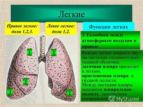 Роль легких в дыхании