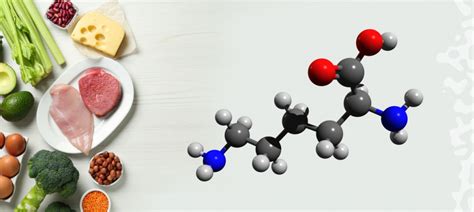Роль лизина в организме человека