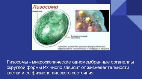 Роль лизосом в обмене веществ