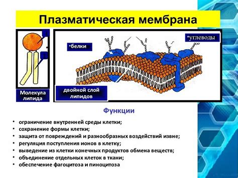 Роль липидов в строении мембран