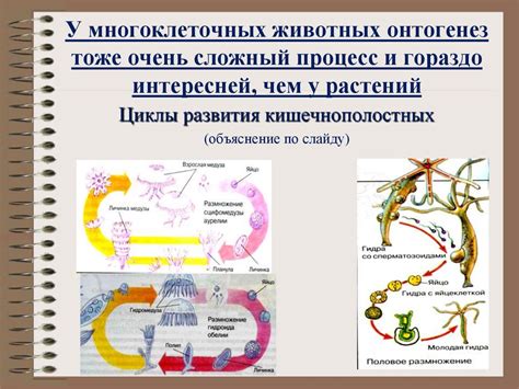 Роль метаморфоза в развитии организмов