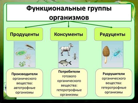 Роль микологии в экосистеме и человеческой жизни