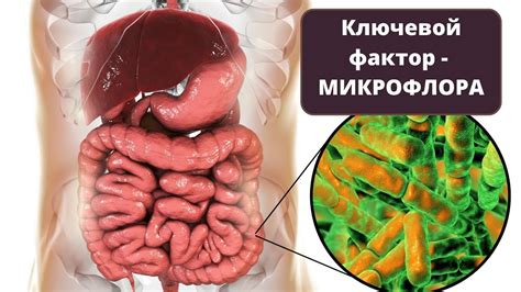 Роль микрофлоры во рту