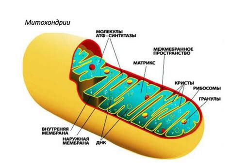 Роль митохондрий в клетке