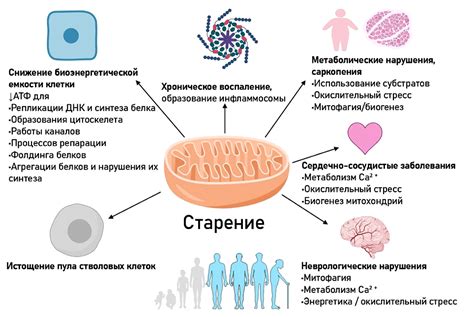 Роль митохондрий в процессе получения энергии