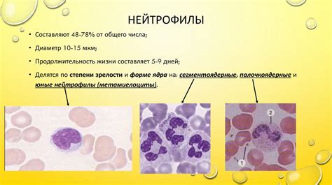 Роль нейтрофилов в иммунной системе ребенка