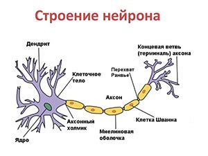 Роль нервных волокон в организме человека