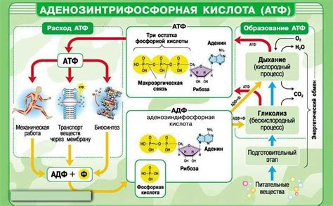 Роль нуклеиновых кислот в клеточных процессах