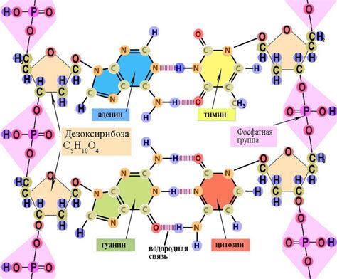 Роль нуклеотидов в структуре ДНК