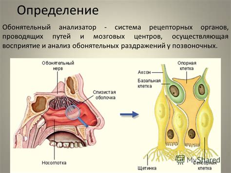 Роль обонятельных органов