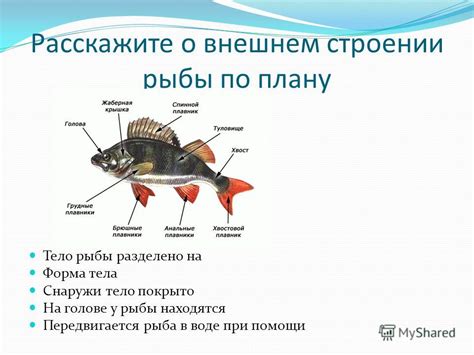 Роль обтекаемой формы тела у рыб