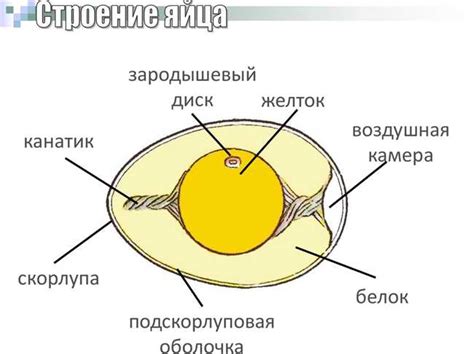 Роль окраски желтого желтка в яйце в питании человека