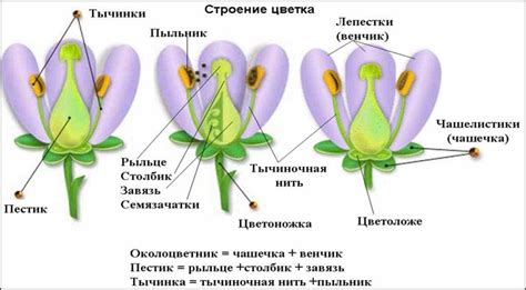 Роль окружающей среды в процессе размножения