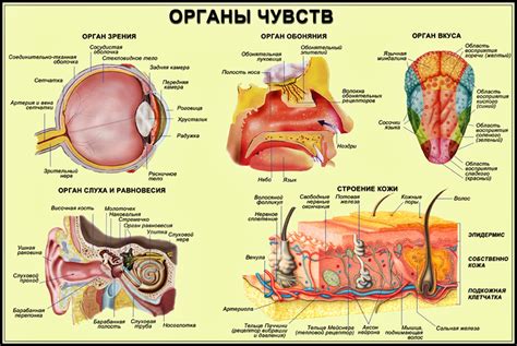 Роль органов чувств