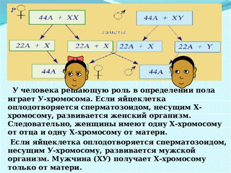 Роль отца при определении пола ребенка